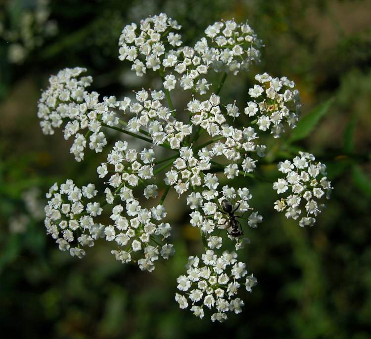 skirret